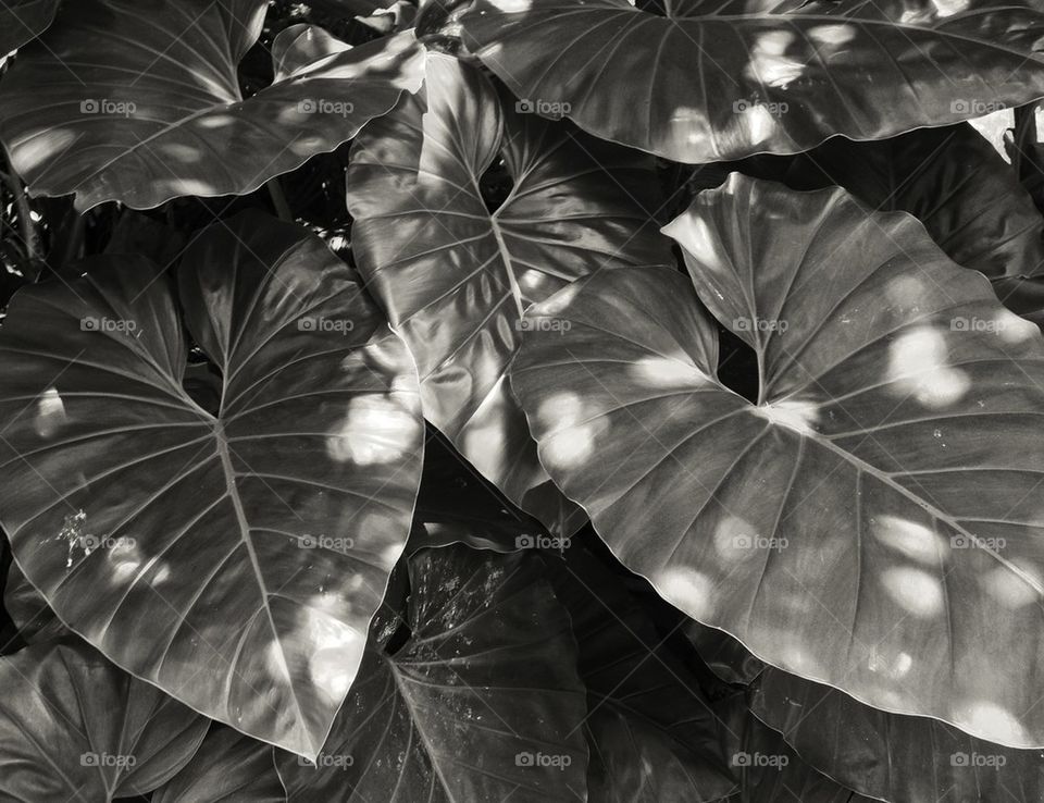 monstera