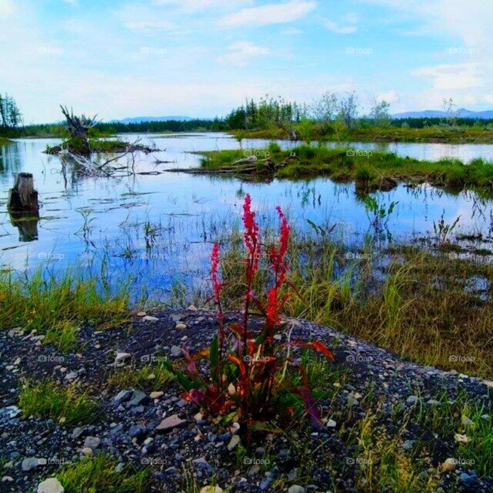 Весенняя пора