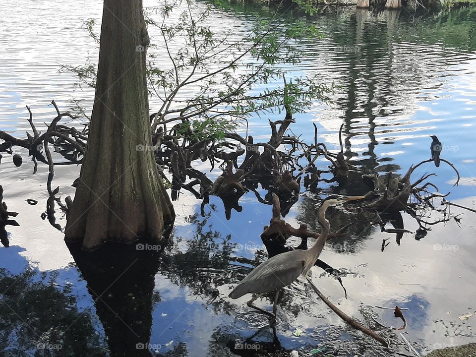Blue Heron and little crow in the lake.