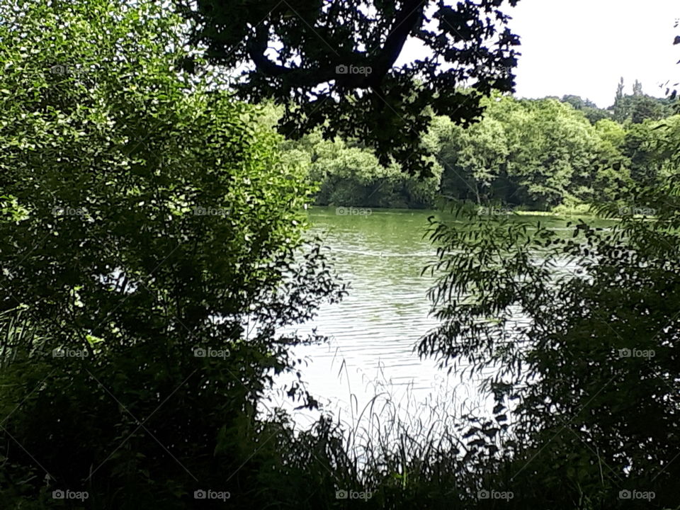 Lake By The Woods