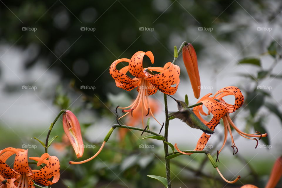 tiger lily feeding hummingbird