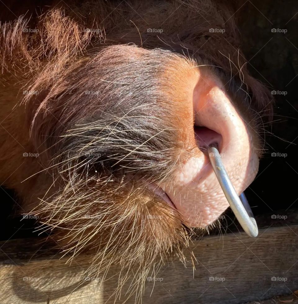 Scottish Bull in Zoo