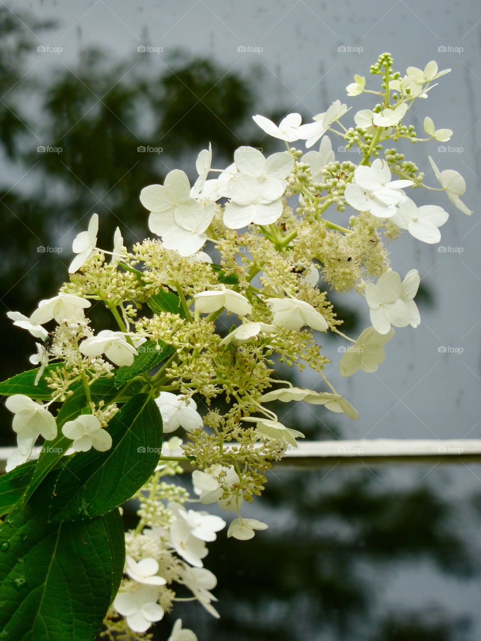 Blossom Explosions of Cream Colored Beauty