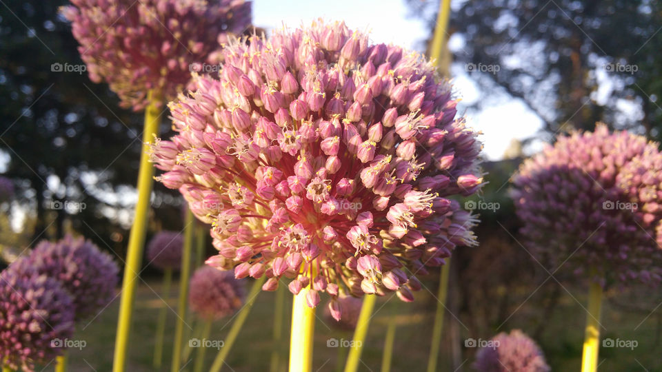 Garlic Flower up close 7