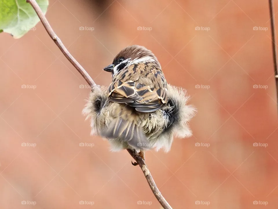 Sparrow