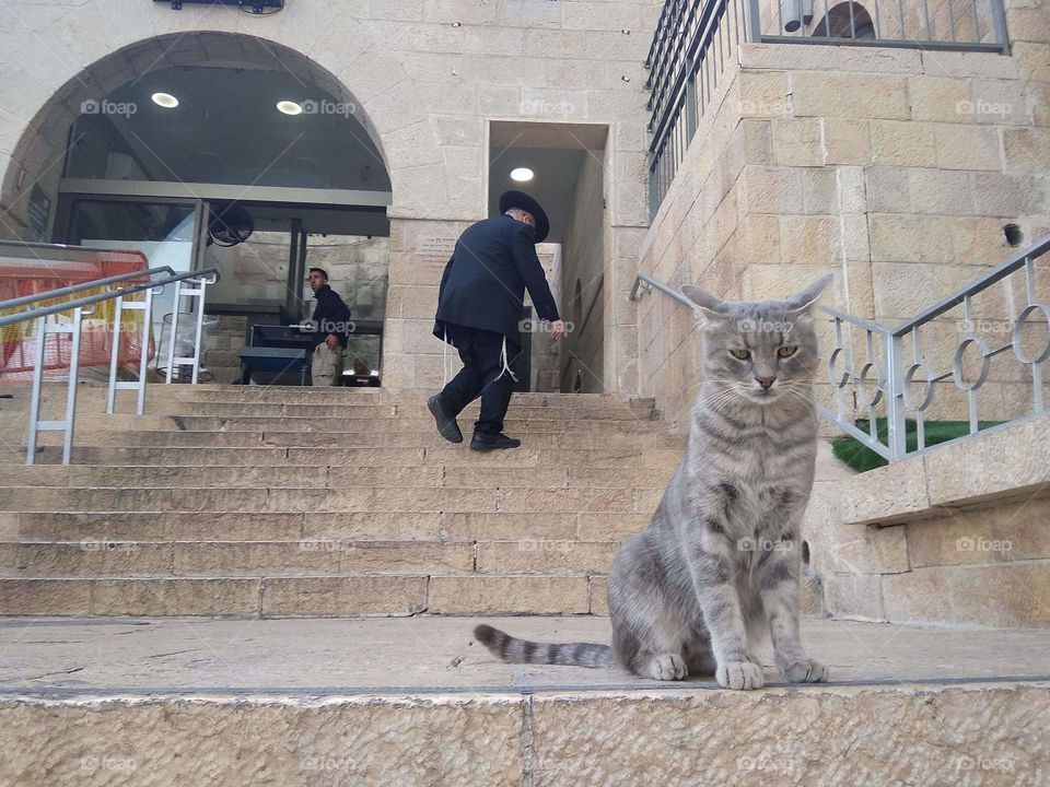 West Wall Cat - Jerusalem