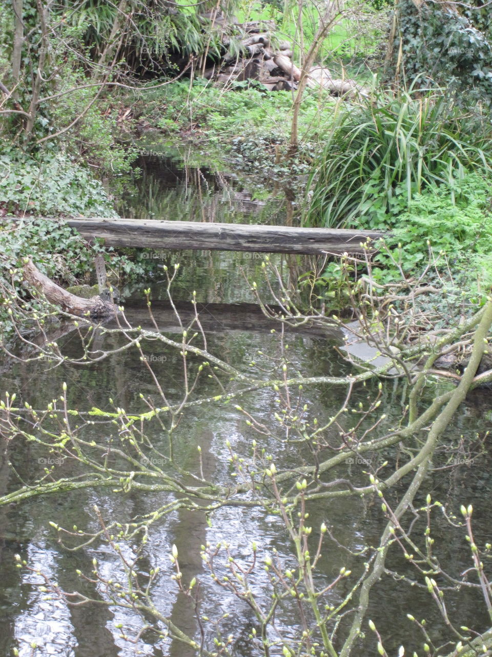 Nature, Wood, Water, Leaf, Flora