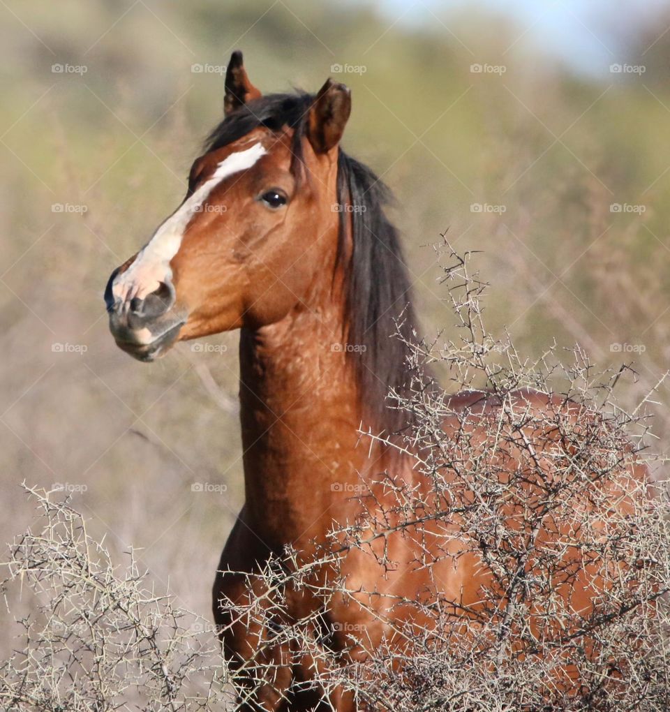 Portrait of a Wild Horse