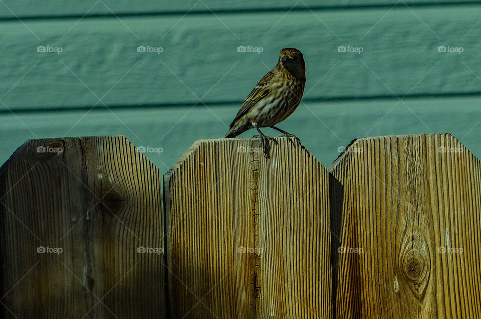 Wild bird on a fence
