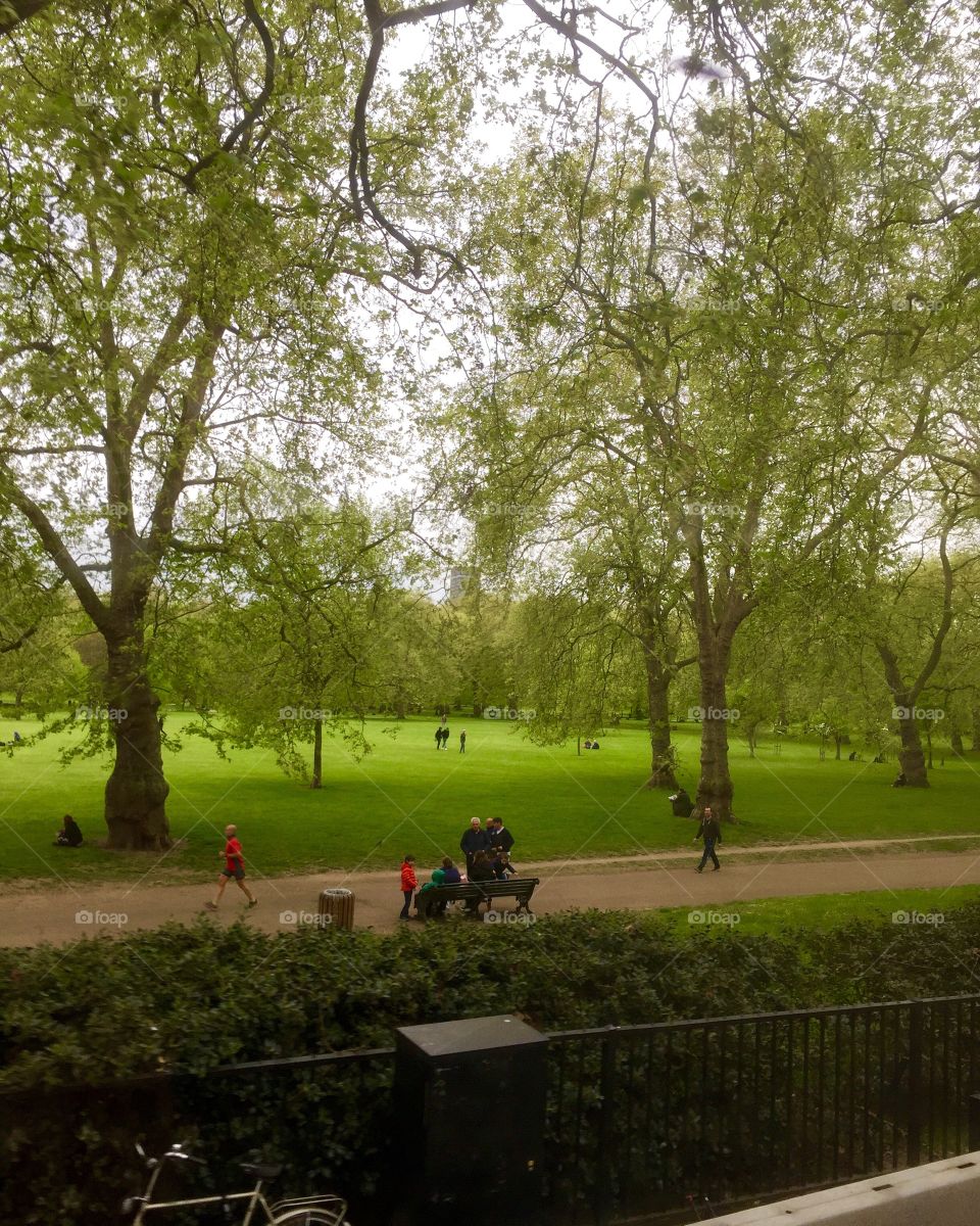 Tree, Landscape, Park, Grass, Scenic