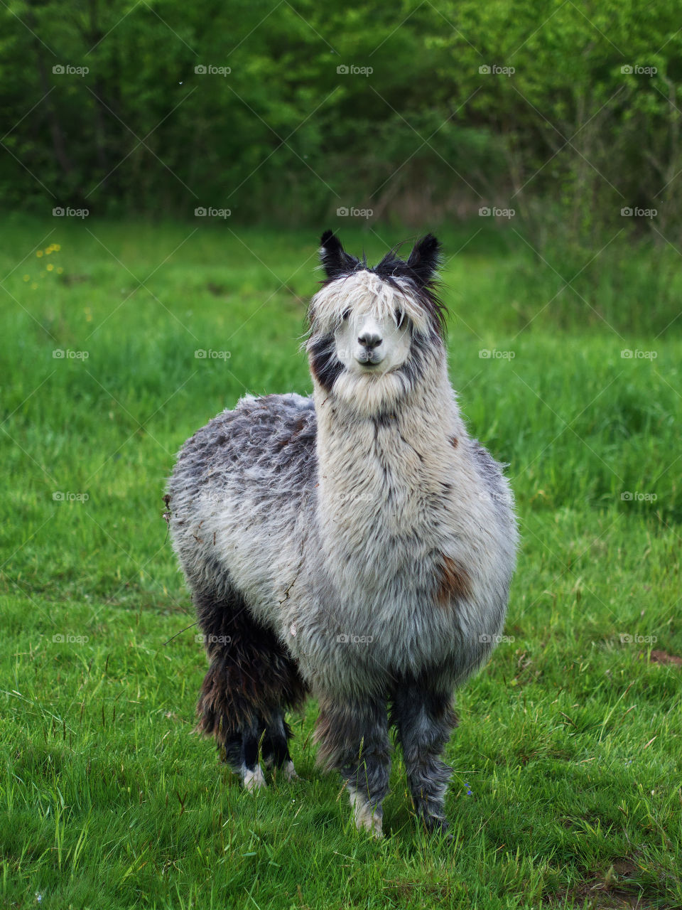 Alpaka or Lama