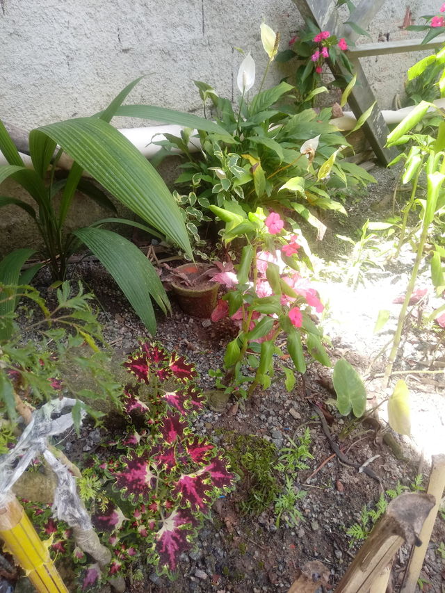 A beleza das plantas