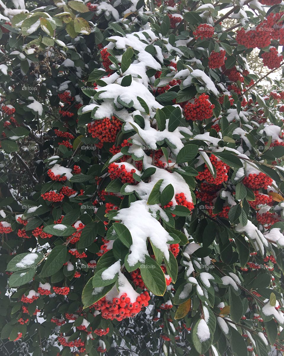 A Red and green background of winterberries dusted with white snow in the spirit of Christmas