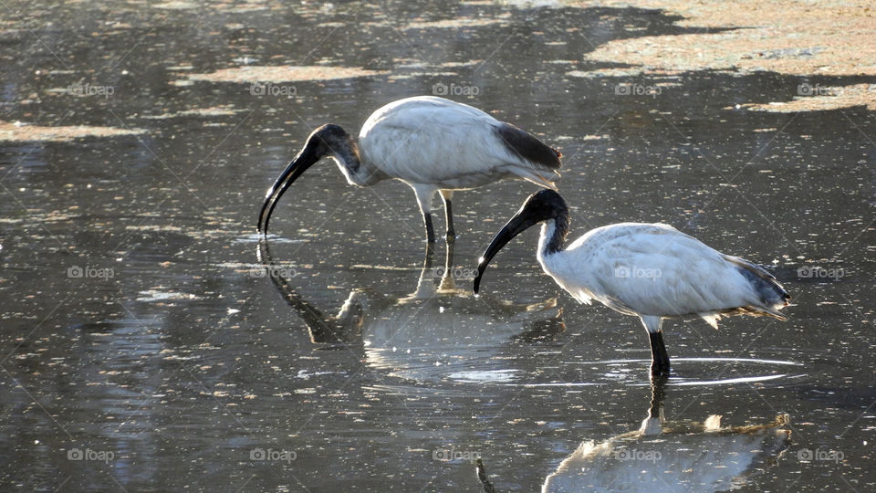 Bird#Vadodara #