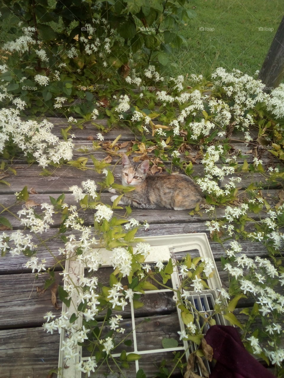 hi I'm just enjoying the smells of Monday morning, ahh it's going to be a great week!