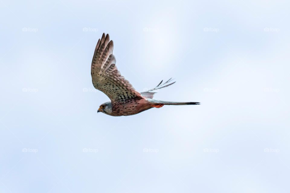 A portrait of a kestrel flying through the air. the bird of prey is soaring and looking for something to hunt and eat.