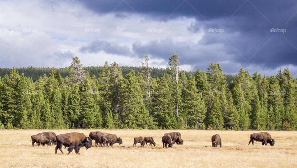 Bison grazing on field against cloudy sky