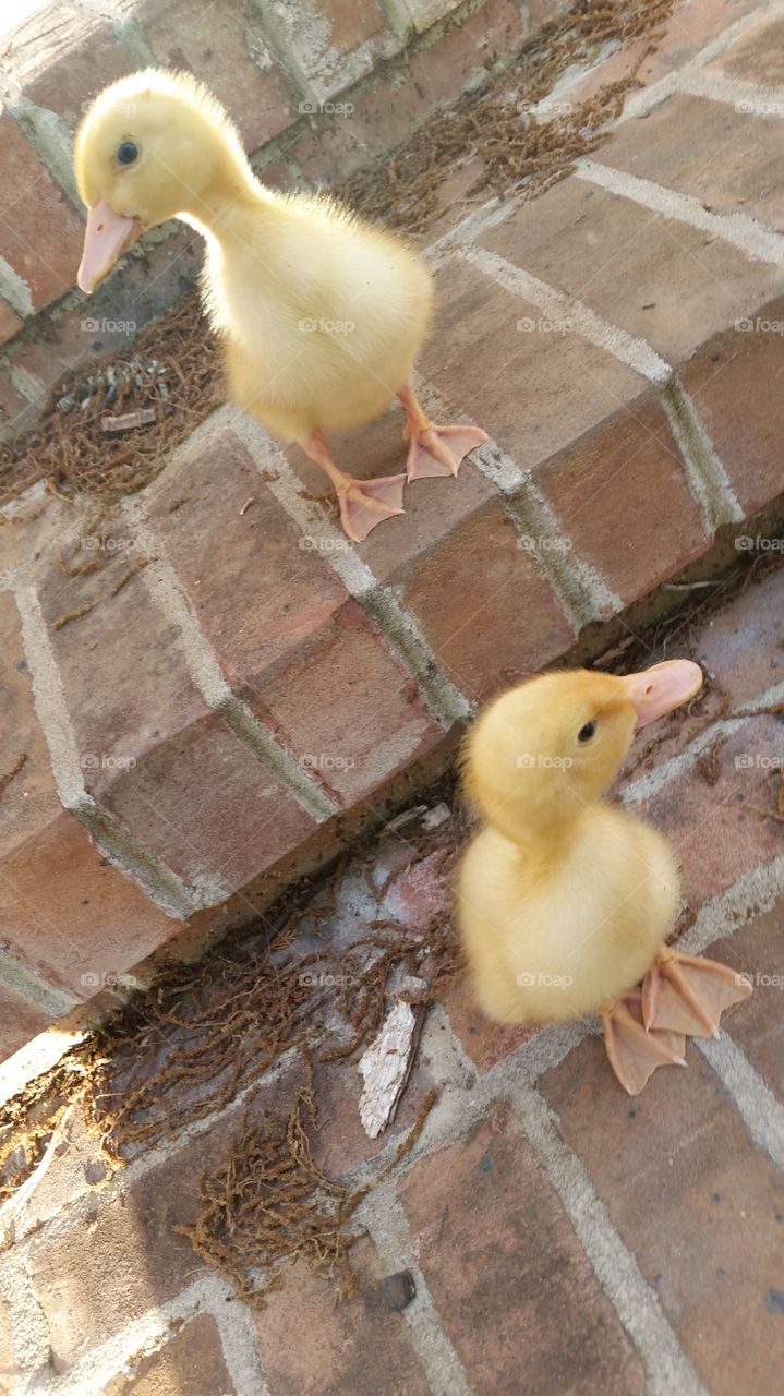 ducks on steps. My baby ducks wondering what their momma's doing now.
