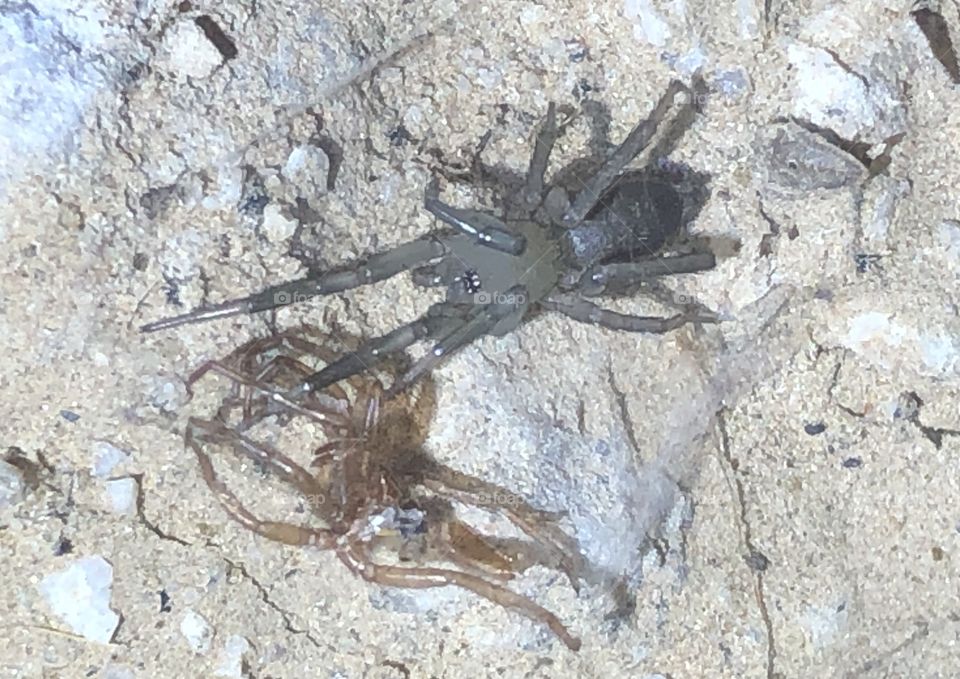 Freshly molted ground spider