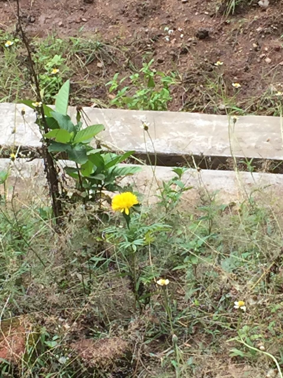 Yellow in the middle of wild 🌼🌼🌼🌼🌼