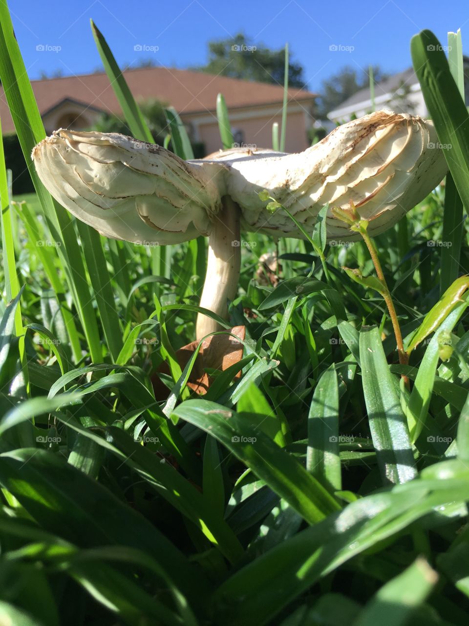 Mushrooms in the green grass in Florida 