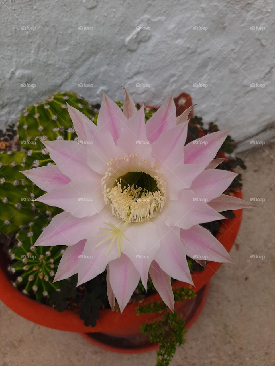 Cactus Flower