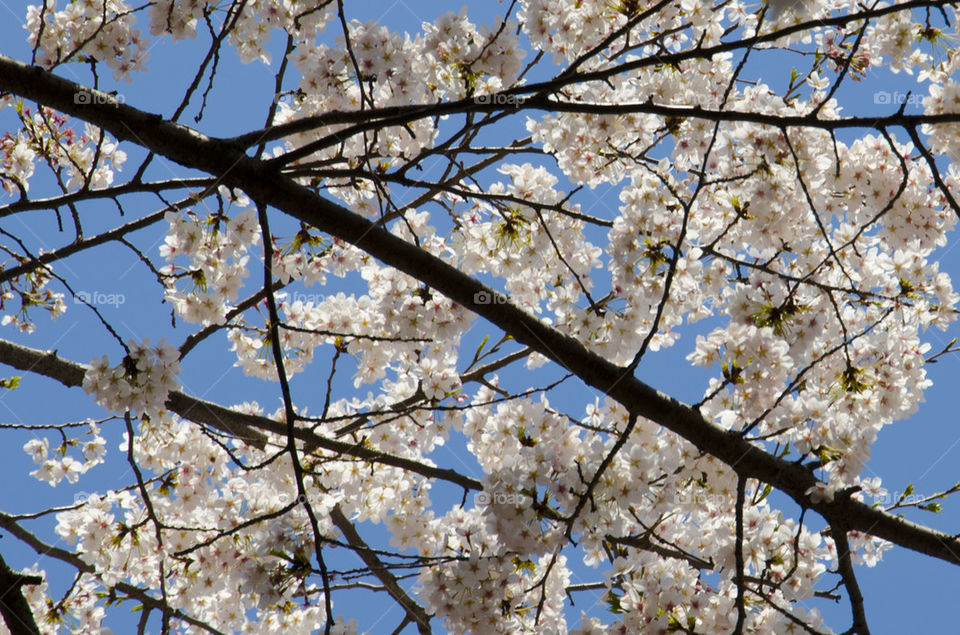 sky spring flowers pink by hugo