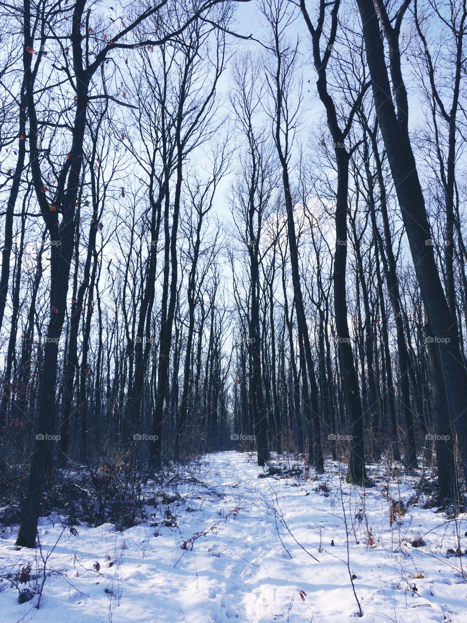 Forest trail