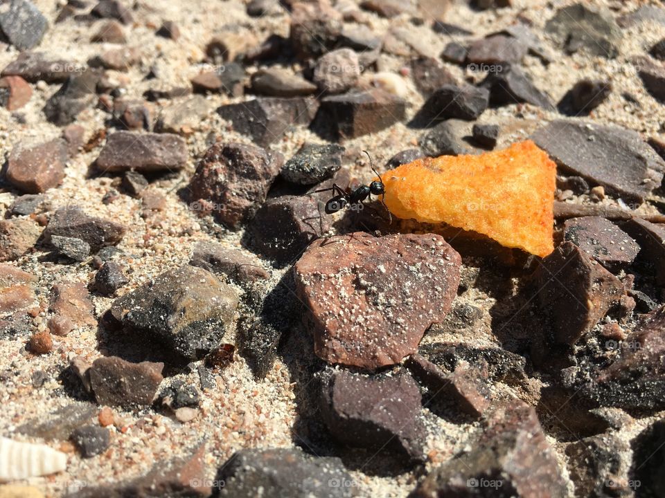 Black worker ant dragging orange tortilla chip across gravel