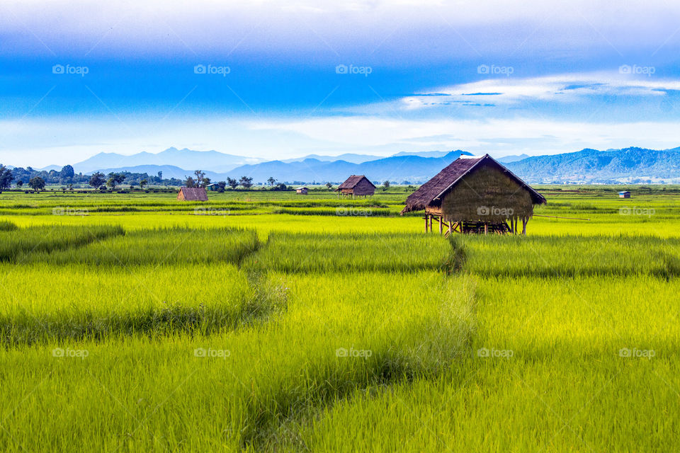 Spring time in the Rice fields