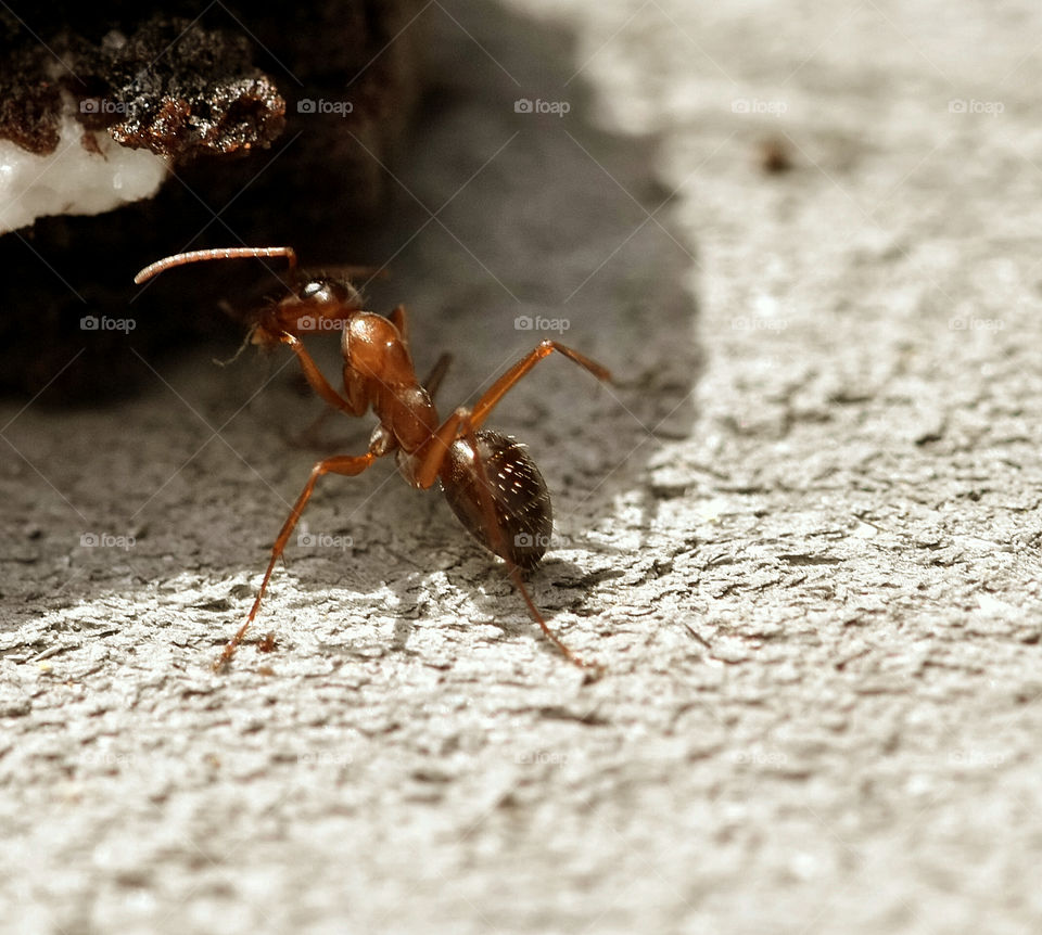 A ant enjoying some cookie