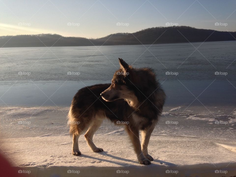 Wolf on frozen lake. Wolf dog on a frozen lake in the winter 