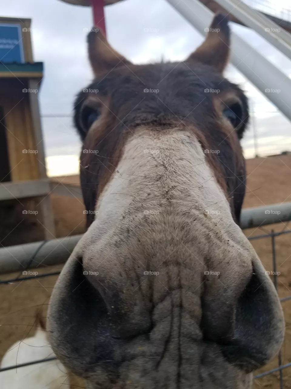 donkey