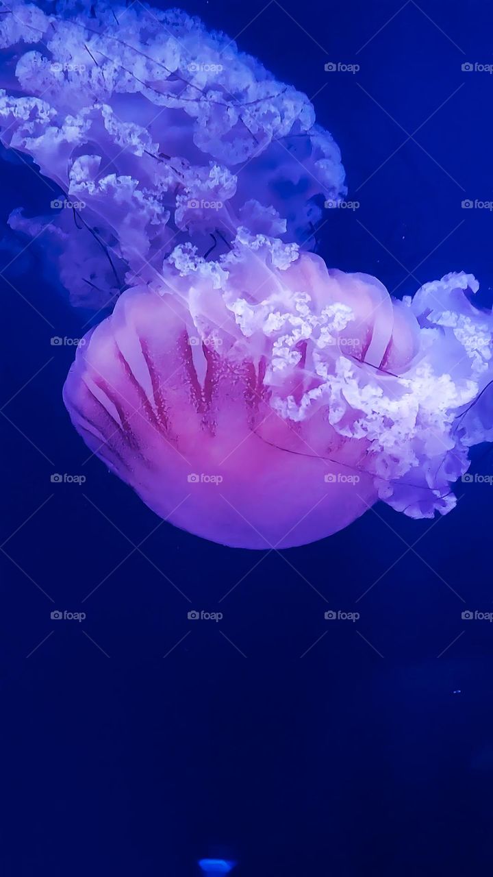 Jellyfish