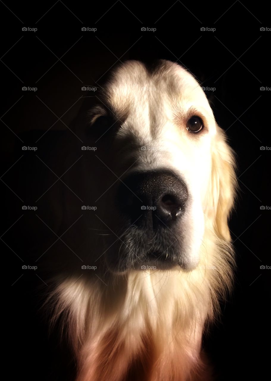 Night time. My dog came to me to say good night. At least I think so. 