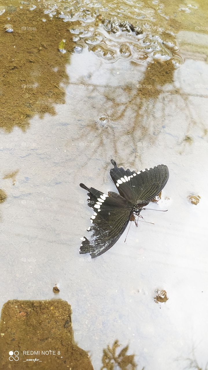 See how this butterfly's image is reflected in the water? It should have been flying in the sky, but look how it is pretending to fly in the reflection of it, in the water!