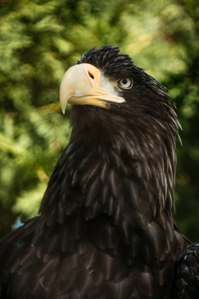 the best bird