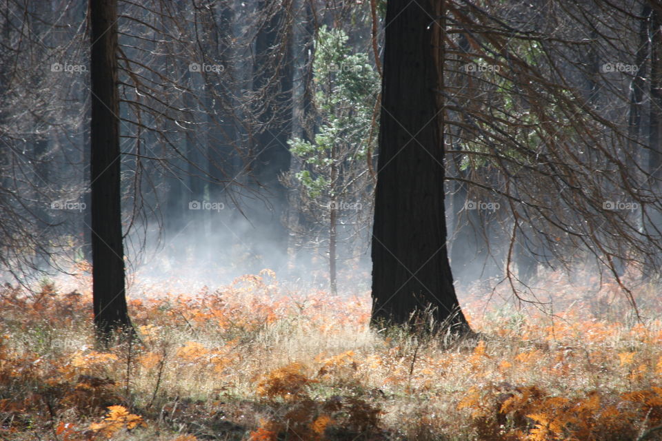 Foggy in the forest