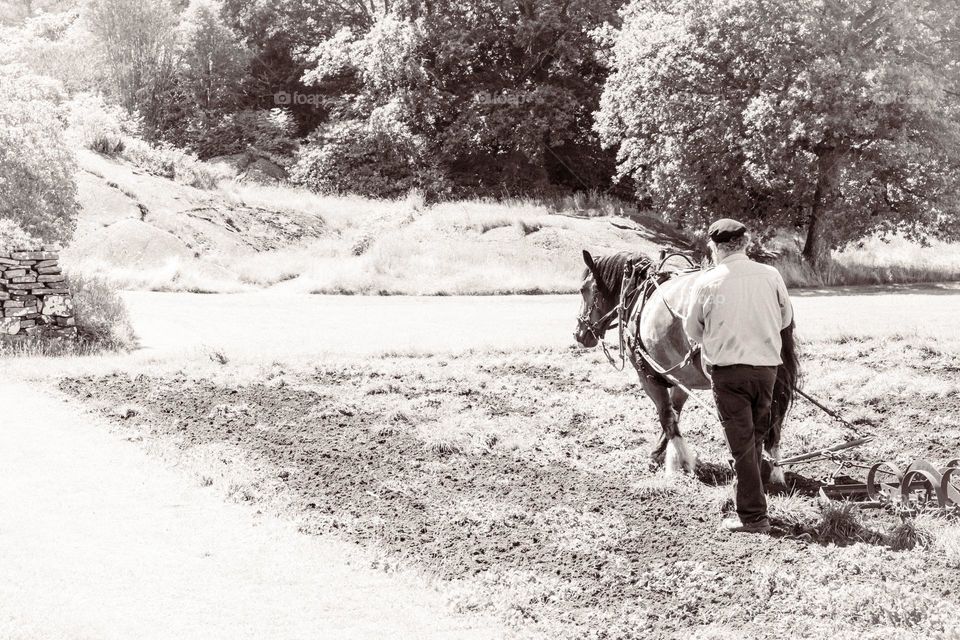 Farmer plowing the field with one horse and plough in black and white vintage mood