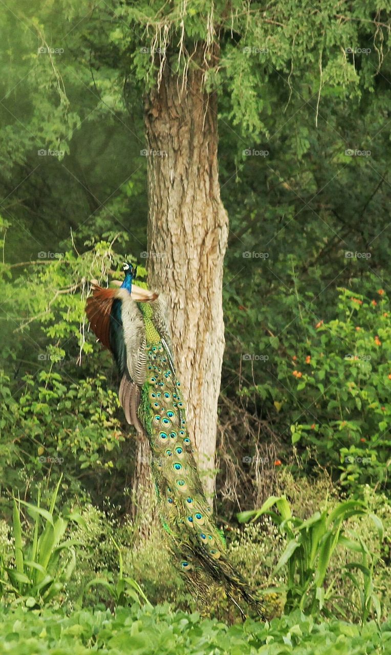 peacock