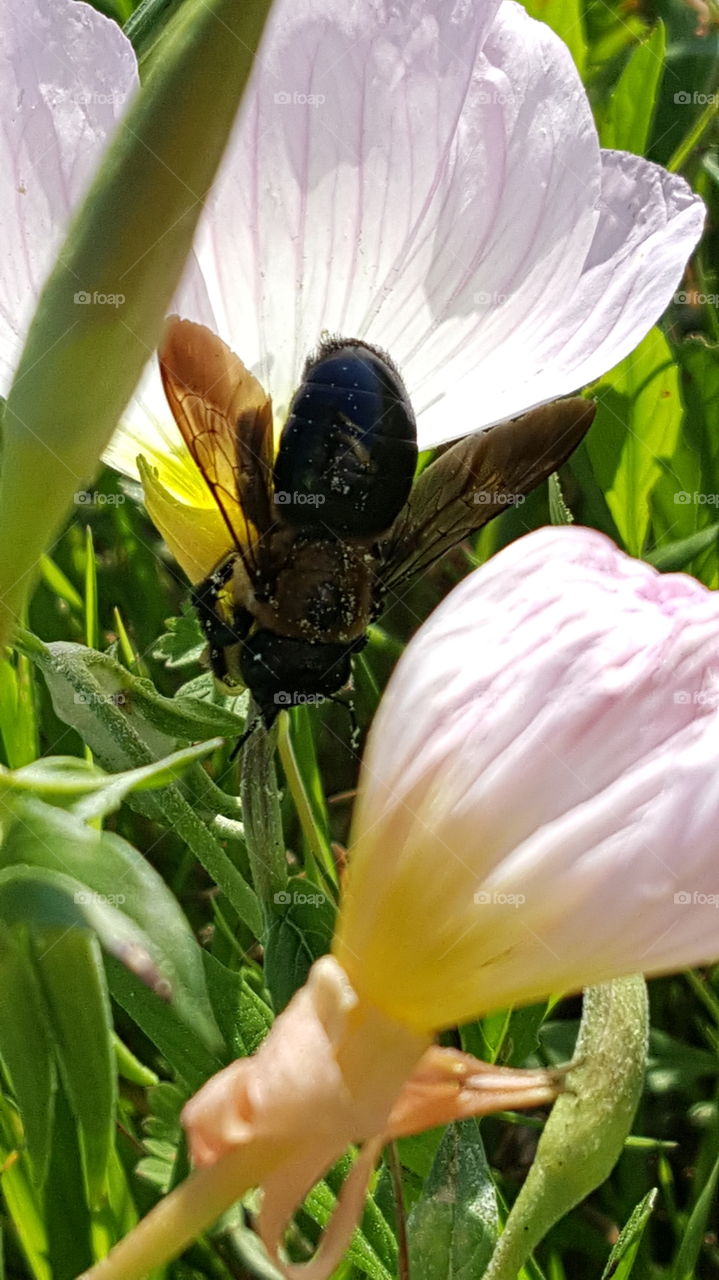 bee