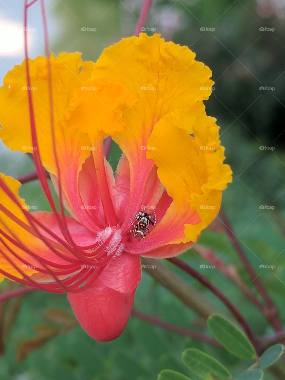 dwarf red poinciana & small spider