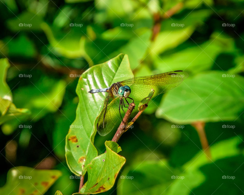 Beautiful dragonfly resting by the leaves at Waseeka Wildlife Sanctuary