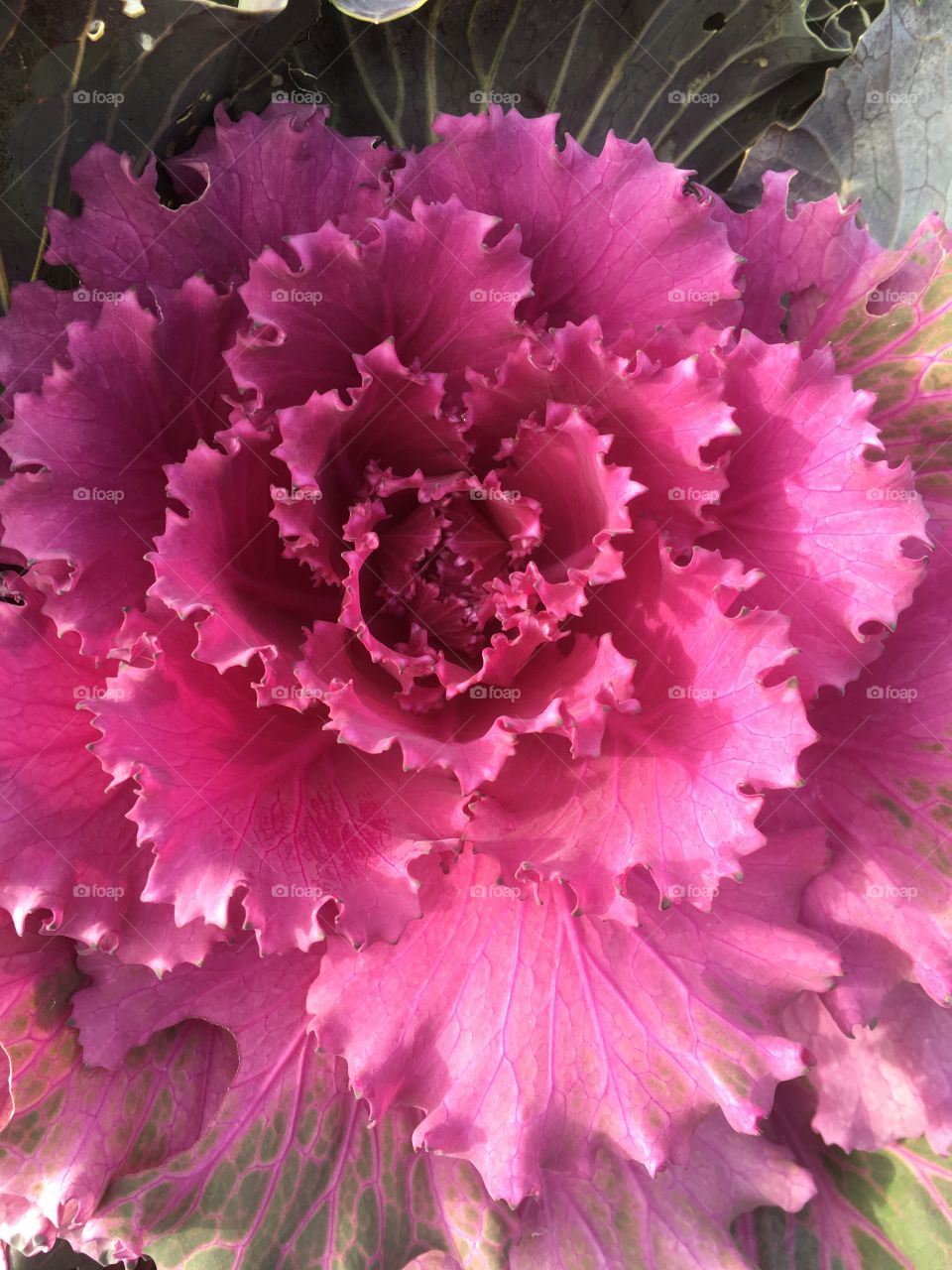 Pink cabbage