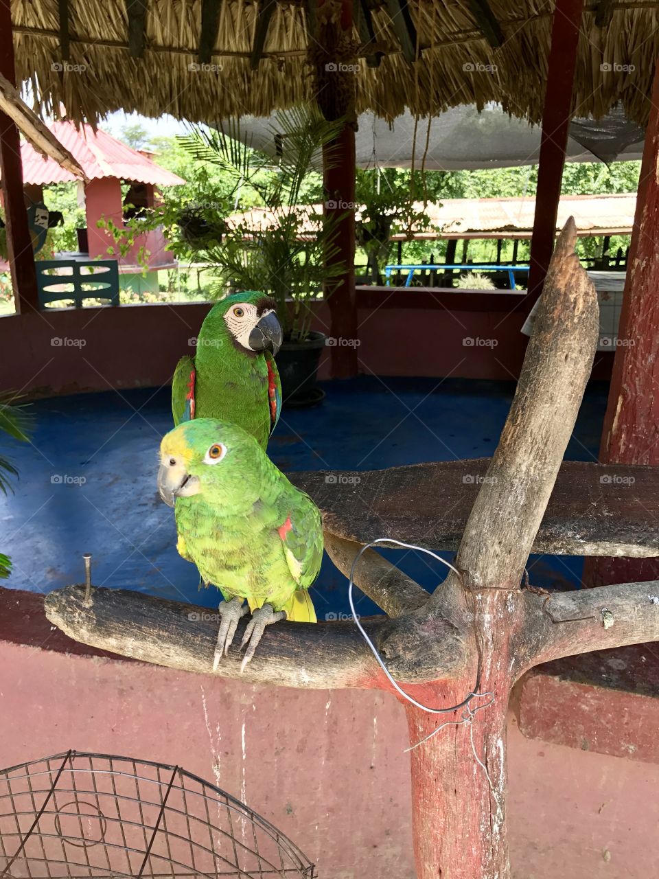 Parrots on a farm in Colombia