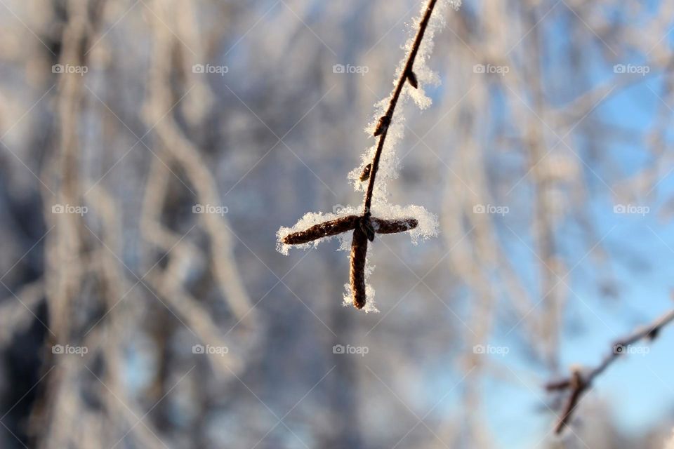 Icy buds