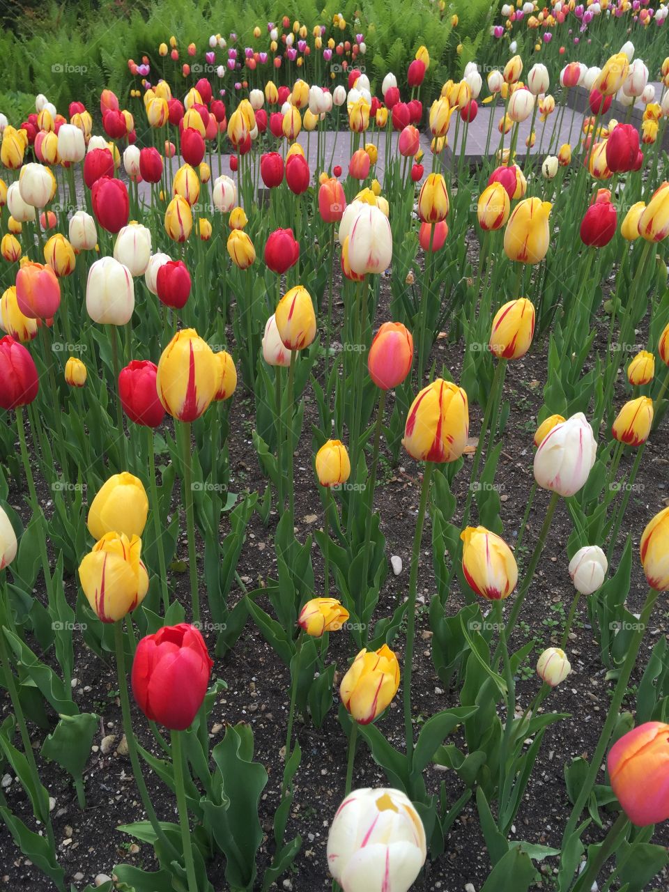 Tool tulips flowers