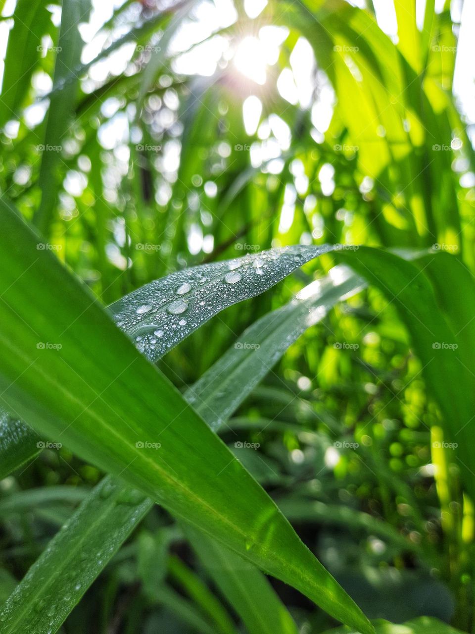 A beautiful morning in Sri Lanka with a beautiful dew drops on the grass leaf