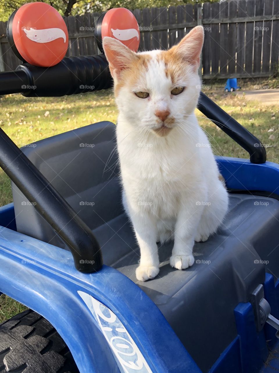 Cat in kid jeep