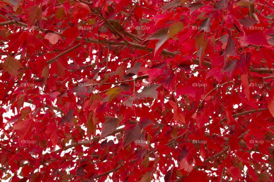 Red leaves of a maple tree